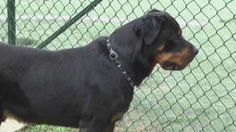 Roma, fratellini azzannati dal rottweiler della nonna thumbnail