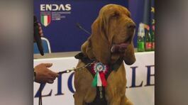 Aveva salvato 9 dispersi, polpette con chiodi al cane eroe Bruno thumbnail