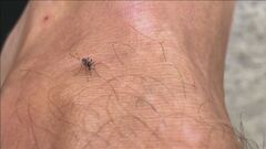West Nile, casi raddoppiati in 24 ore, 21 a Latina, 32 in Italia