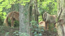 Val Seriana, a Selvino turisti contro un cavallo col campanaccio thumbnail