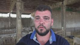 Dai pascoli alle stalle, in Maremma è tutto esaurito per la scuole di pastori thumbnail