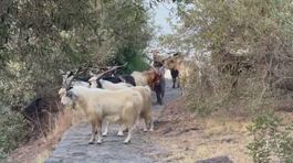 Duemila capre contro 30 residenti, legge del belato a Ginostra thumbnail
