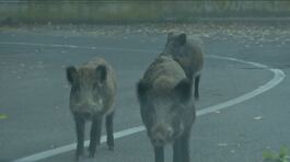 L'auto distrutta dal cinghiale? I danni li deve pagare la Regione thumbnail