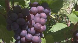L'Italia è il primo paese al mondo per la produzione di vino thumbnail