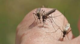 Il virus delle zanzare, quarantasei casi, è allerta in Veneto thumbnail