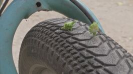 Roma, l'ultimo nemico dei ciclisti è il tribolo che buca le gomme thumbnail