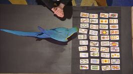 Le carte del pappagallo Kira thumbnail