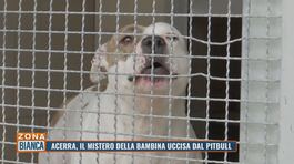 Acerra, il mistero della bambina uccisa dal pitbull thumbnail