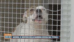 Acerra, il mistero della bambina uccisa dal pitbull