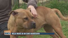 Nella mente di un cane aggressivo