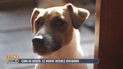 Cani in aereo, le nuove regole dividono