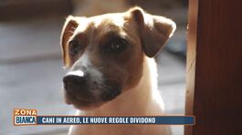Cani in aereo, le nuove regole dividono thumbnail