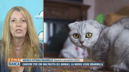 Carcere per chi maltratta gli animali, la nuova Legge Brambilla thumbnail