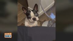 Peppino, il cagnolino di Giuseppe Brindisi
