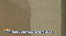 Virus delle zanzare: viaggio nelle zone più a rischio thumbnail