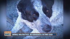 Animali maltrattati, ad Agrigento l'ultimo caso