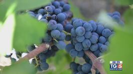 Gusto di Vino: la cultura del vino thumbnail