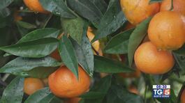 Gusto Verde - Le clementine di Corigliano-Rossano thumbnail