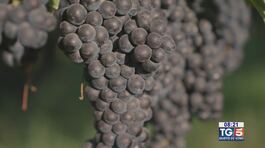 Gusto di Vino - Vendemmie notturne thumbnail