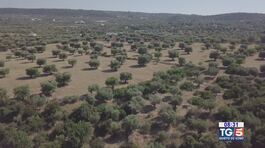 Puglia, terra di ulivi thumbnail