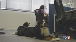 Libero e amico di tutti w il cane di quartiere thumbnail