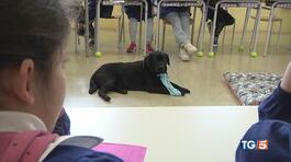A scuola di emozioni con il cane in classe thumbnail