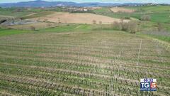 Gusto di Vino: il Sirah