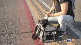 Cani e gatti in volo, da lunedì in cabina thumbnail