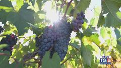 Gusto DiVino: i vini pugliesi