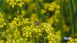 Custodia della natura Le api da proteggere thumbnail