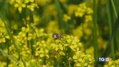 Custodia della natura Le api da proteggere