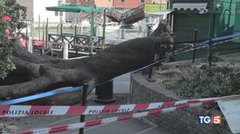 Venezia, cade albero, sfiorata la tragedia thumbnail