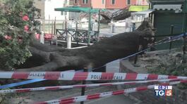 Cade albero a Venezia sfiorata la tragedia thumbnail