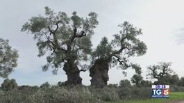 Gusto di Vino: olio extravergine italiano thumbnail