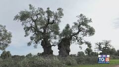 Gusto di Vino: olio extravergine italiano