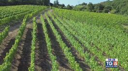 Gusto DiVino: un vigneto storico nel Cilento thumbnail