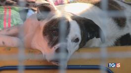 Non solo cani e gatti stop agli abbandoni! thumbnail