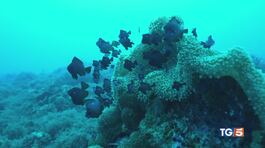Isole a rischio e risorse esaurite thumbnail