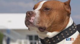 Il cane invece della pistola thumbnail