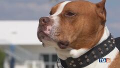 Il cane invece della pistola