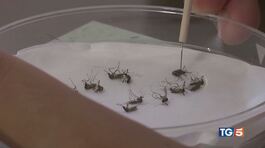West Nile: no allarme ma l'attenzione è alta thumbnail