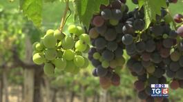 Gusto di Vino -  Il VIllamagna Doc thumbnail