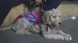 Il cane, amico insostituibile thumbnail