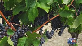 Gusto diVino: il Pinot nero thumbnail