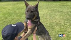 Chip e gli altri I cani in divisa