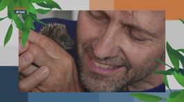 Il Can-piello thumbnail