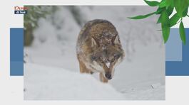 Gli occhi della natura thumbnail