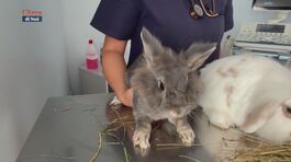 Una corretta gestione del nostro pet thumbnail
