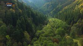 Nel Parco Nazionale delle Foreste Casentinesi thumbnail
