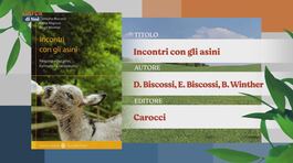 Il Can-piello thumbnail